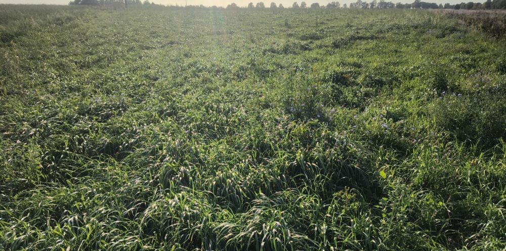 Baloty Trawa mieszanka gorzowska ,