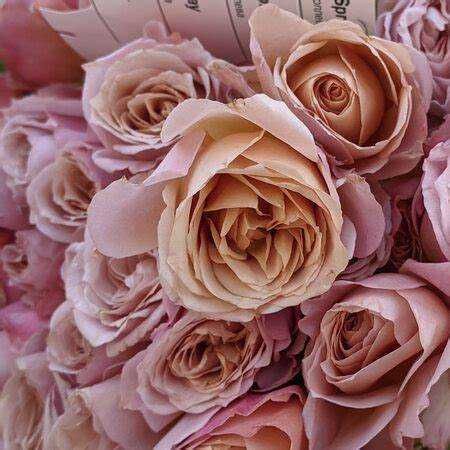 Розы японской селекции, более 20 сортов