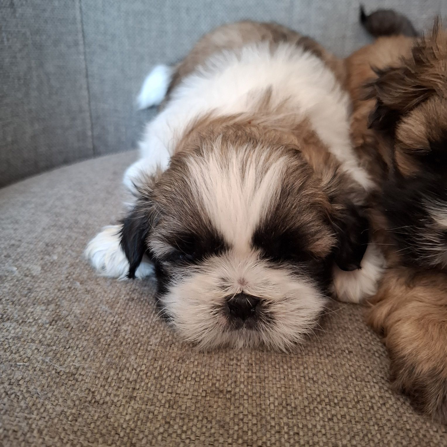 Pies samiec Shih tzu do odbioru koniec lipca