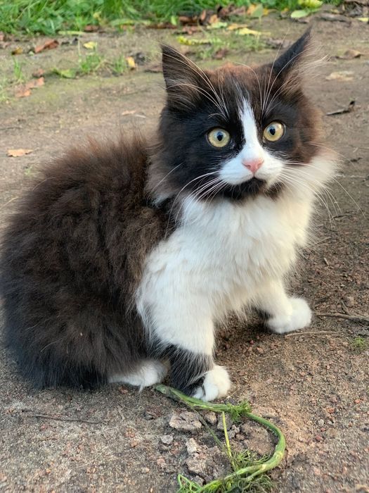 Котики в добрі руки