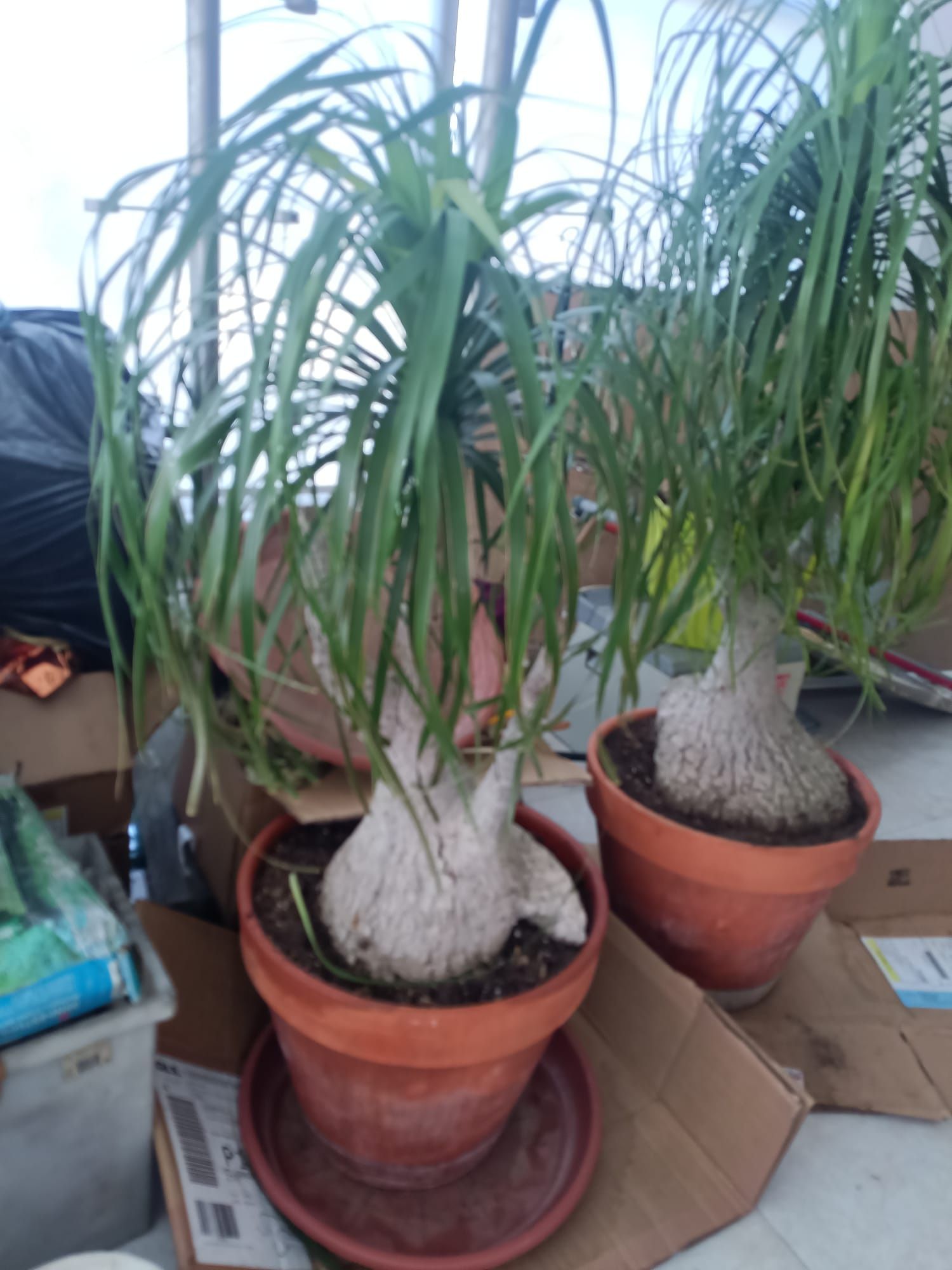 Vendo Neolina Beaucarnea Recurbata ( ou nome popular, Pata de Elefante