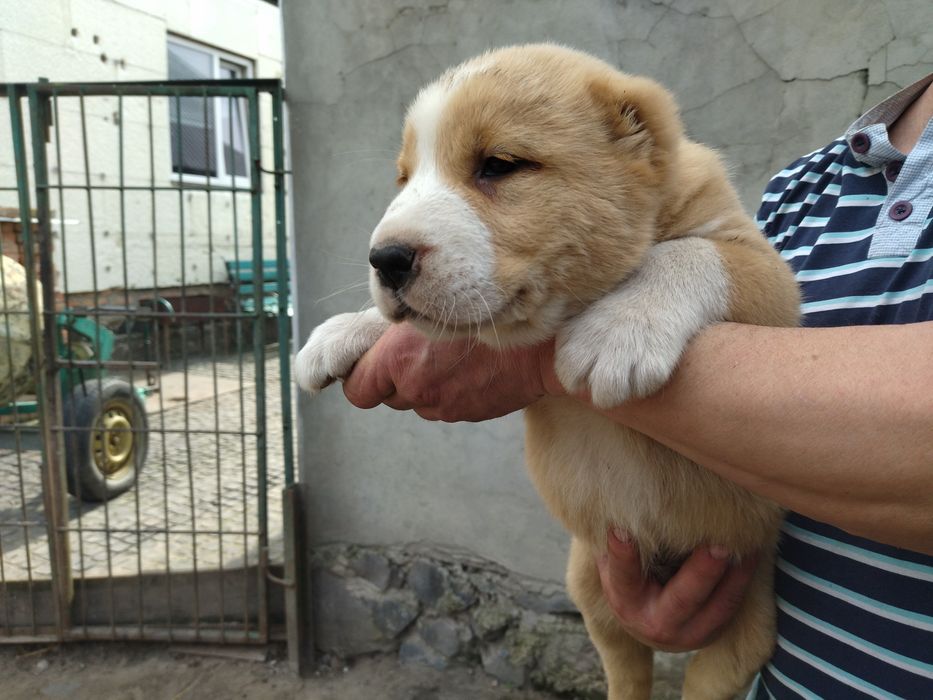 Пропоную щенят середньоазіатської вівчарки
