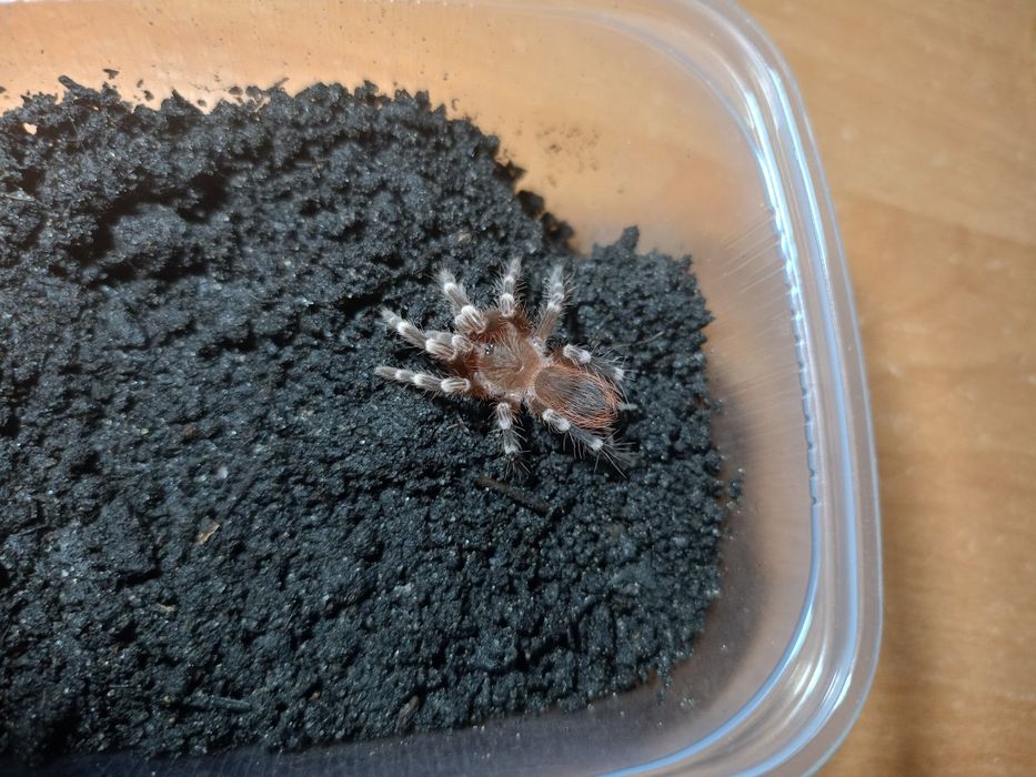 Ptasznik Acanthoscurria Geniculata młody