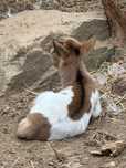 Vendo cabrito micro anão