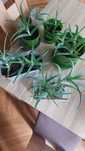 Aloes sadzonki bez doniczek
