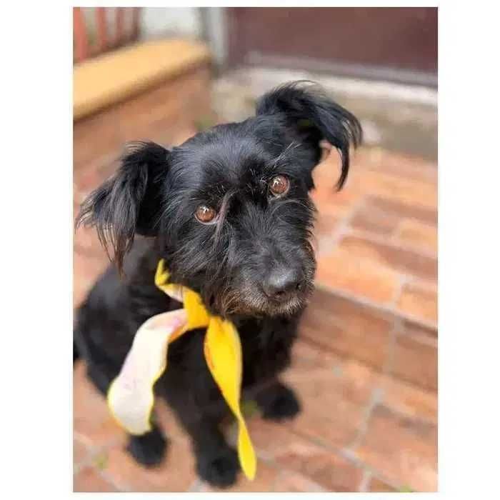 Небольшая собака ищет семью и дом