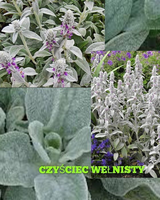 Czyściec wełnisty DUŻY nadwyżki