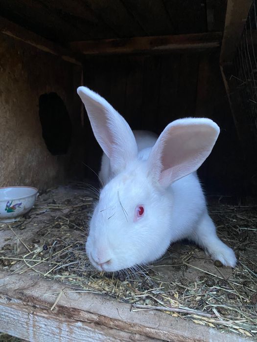 Продаж кролів панонів