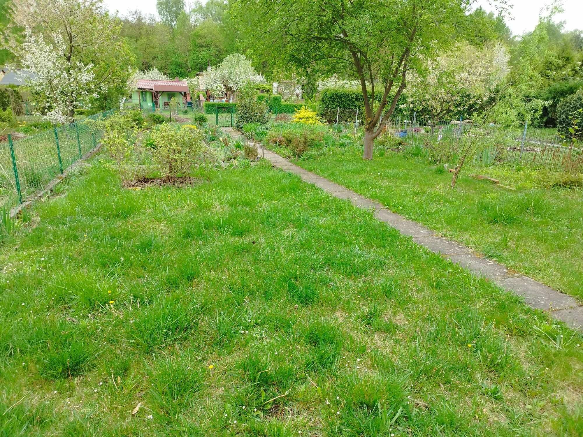 Ogródek działkowy - odsprzedam prawa do użytkowania ROD w Sosnowcu