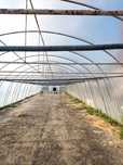Tunel foliowy solidny