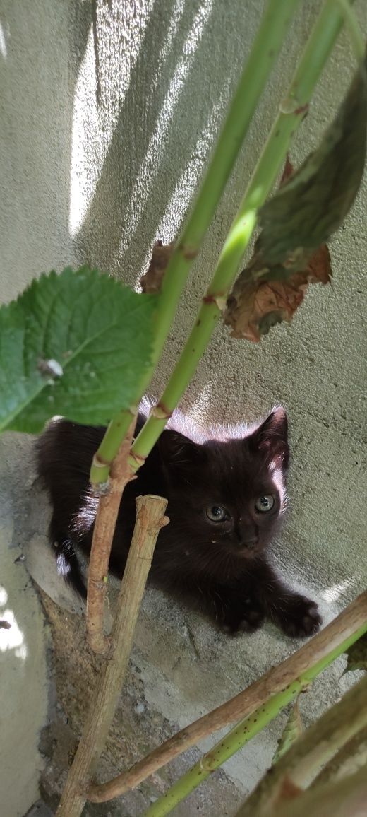 Dá-se gatos pretos para adoção responsável! Macho e fêmea!