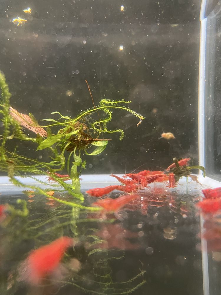Neocaridinas Red Cherry