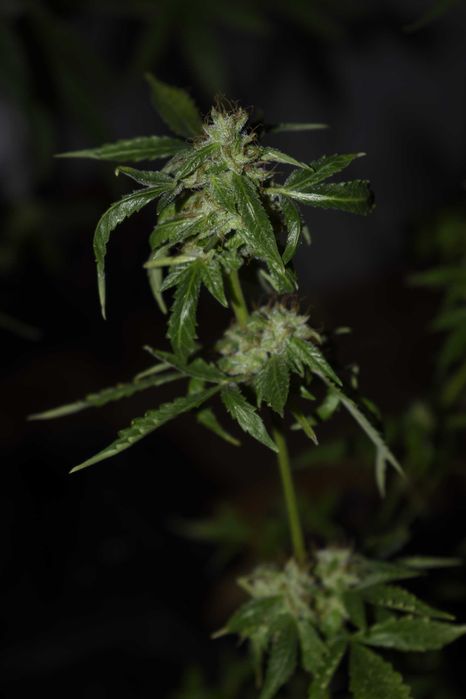 Susz Roślinny 10g Marihuana CBC CBL CBN CBG Cannabis Flos 10g MIX