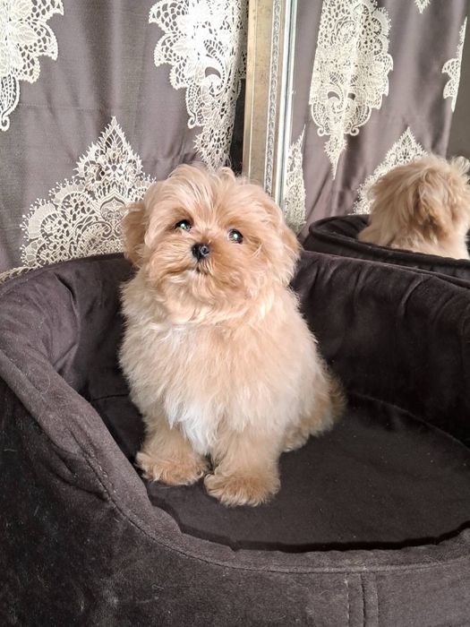Maltipoo mini Мальчик