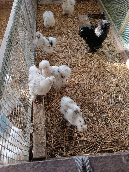 .Jajka lęgowe silek, sprzedam