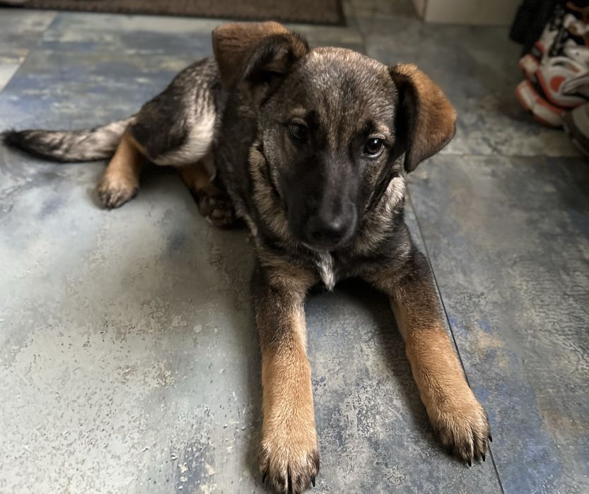 Цуценя дівчинка 4 місяці