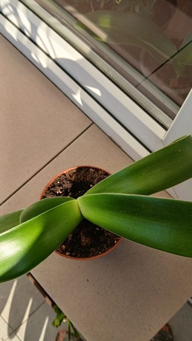 Krasnokwiat białokwiatowy Słomniki k.Krakowa