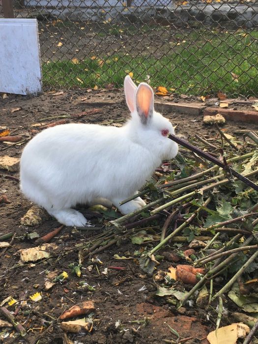 Декоративні кролики