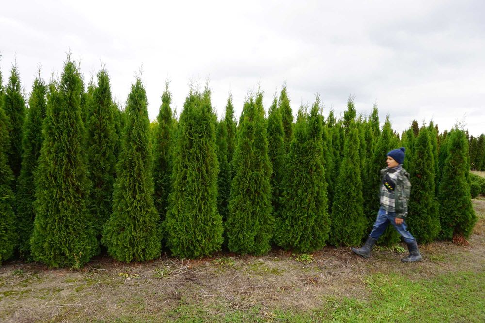 170cm tuja SZMARAGD 150cm smaragd ‼️ PRODUCENT ‼️ 180 160cm transport