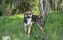 Lupi, wesoły, 1 roczny 10kg, adopcja za darmo oddam