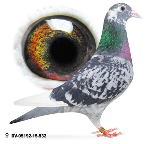 Młode 2023 Para 36 Oryg Hans Hirn Linia 809 gołąb gołębie pocztowe