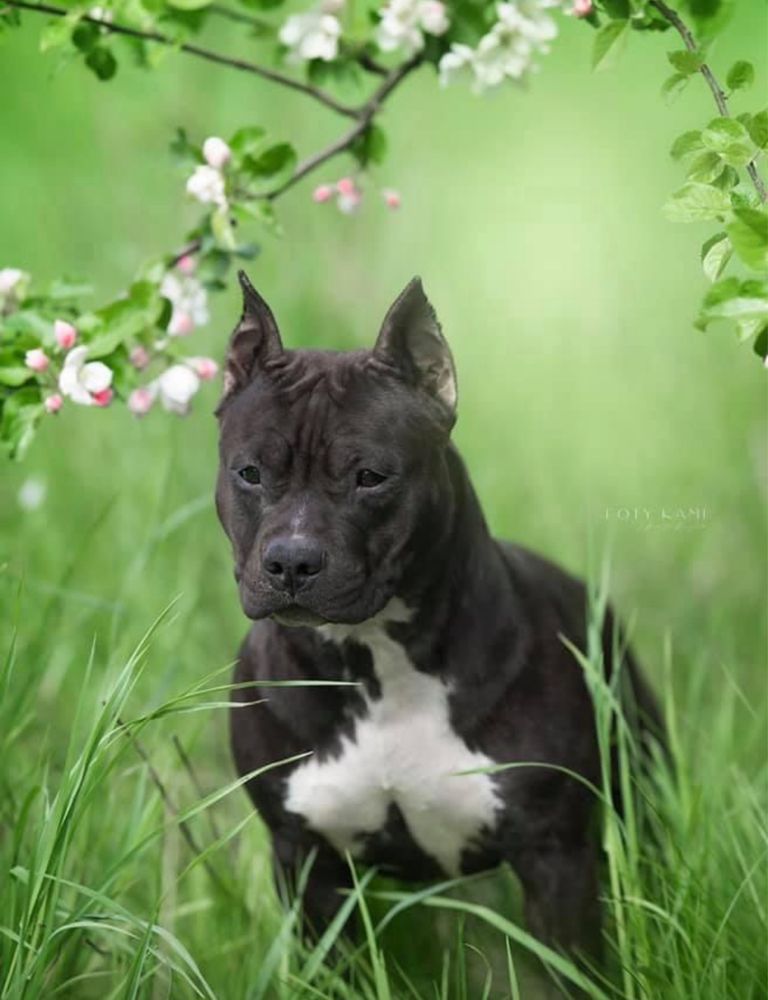 Zapowiedź miotu Amstaff American staffordshire terrier ZKwP FCI