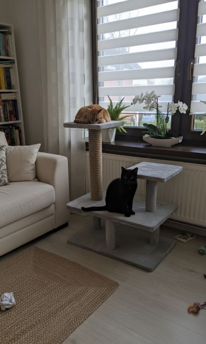 Duży stabilny drapaka dla kota.