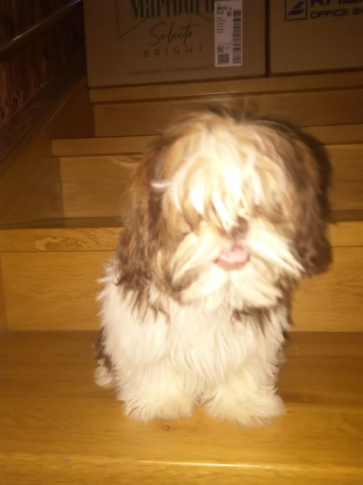 Shih tzu suczka gen czekoladowy
