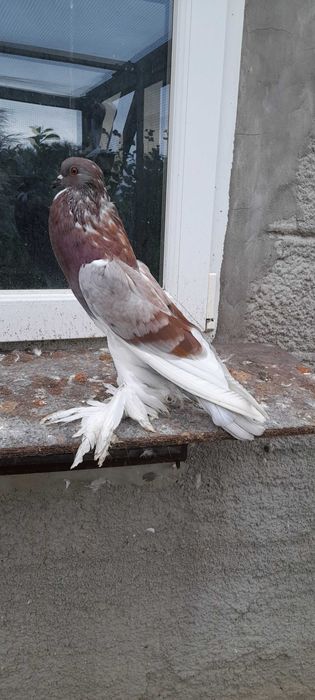 Garłacze pomorskie