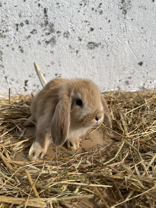 Coelhos anoes lindos.