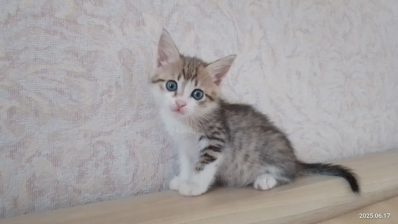 Кошеня в добрі руки
