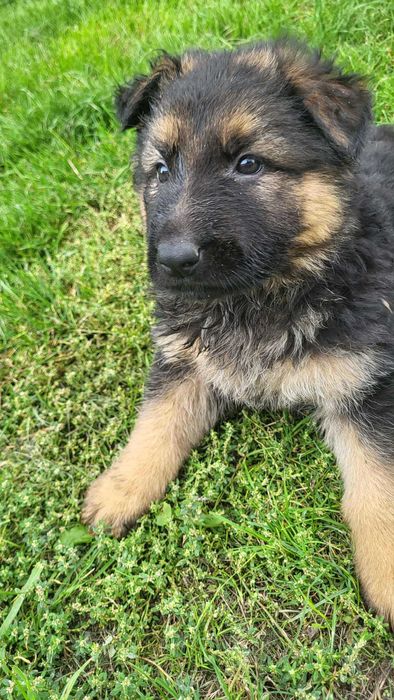 Owczarki niemieckie długowłose !!