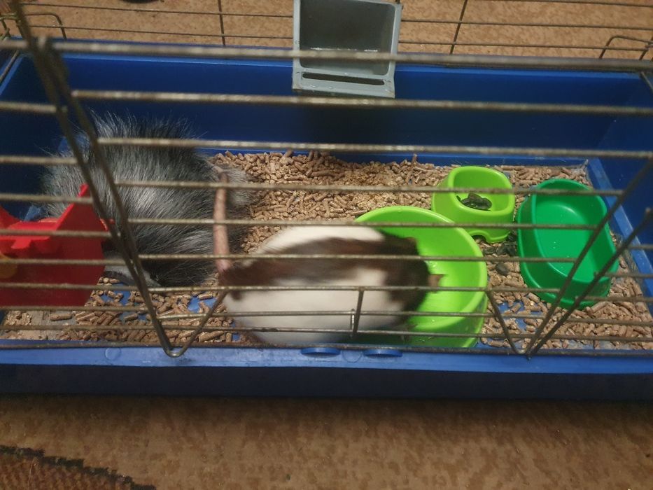 Криса, пацюк ручний з кліткою в добрі руки.