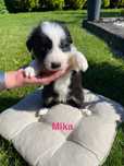 Border Collie suczka do adopcji
