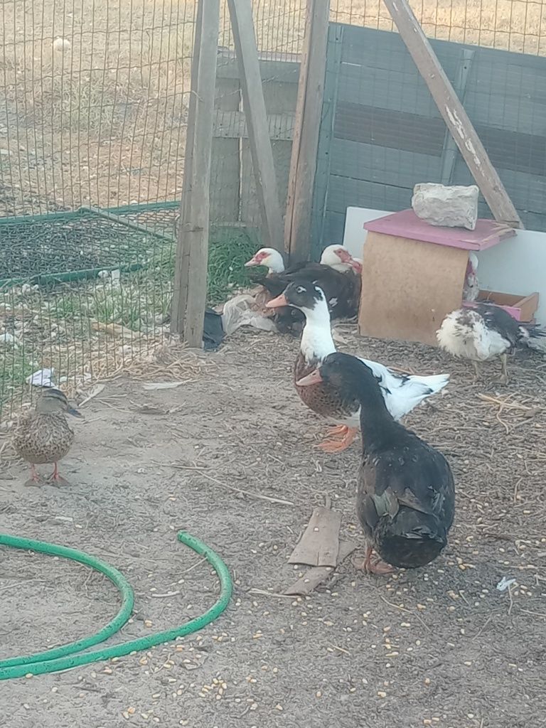 Vendo patos grandes e pequenos