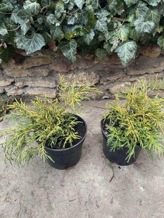 Кипарисовик Filifera Aurea