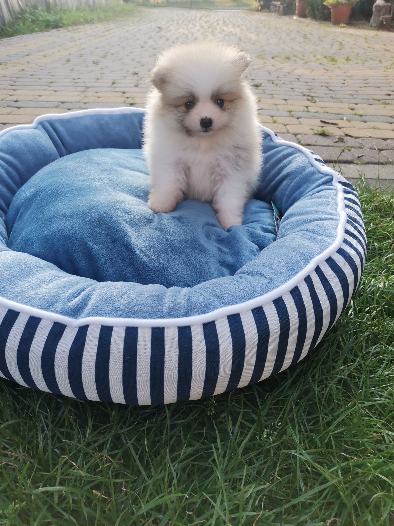Szpic miniaturowy Pomeranian  suczka mini z rodowodem