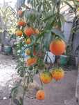 Plantas de maracujá,, Morango muito suculentos .