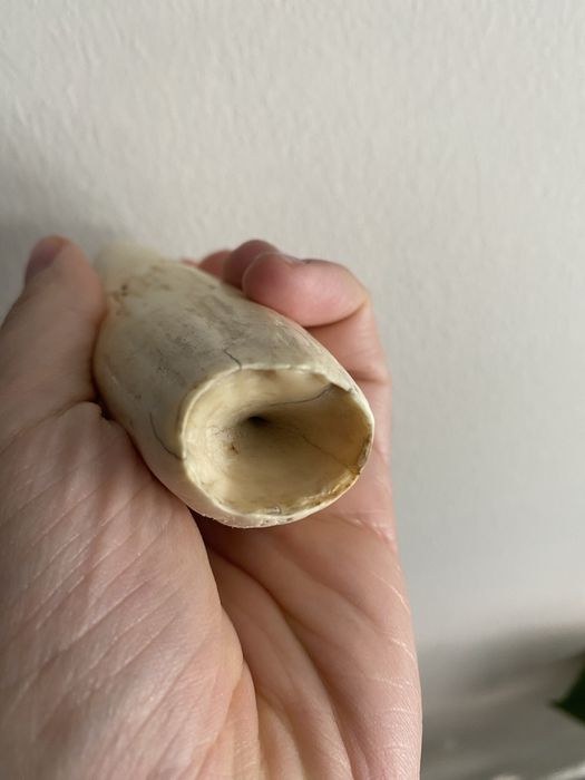 Dente cachalote antigo