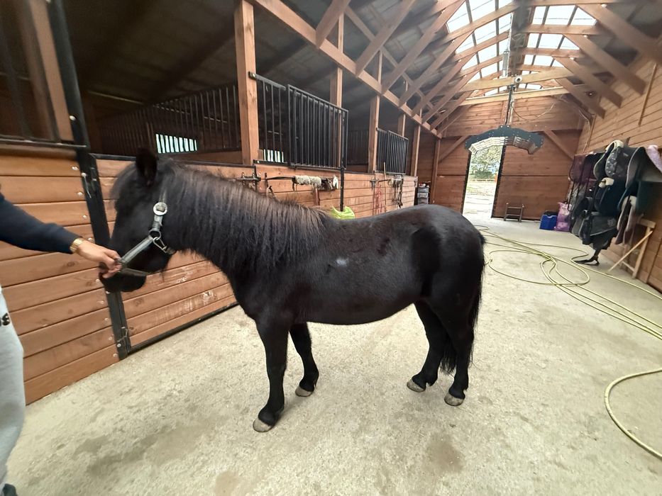 Idealny kucyk dla dzieci!