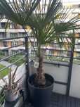 Palma Trachycarpus fortunei