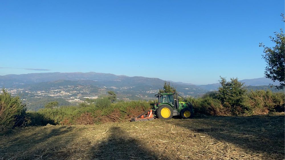 Limpezas florestais  abates de árvores