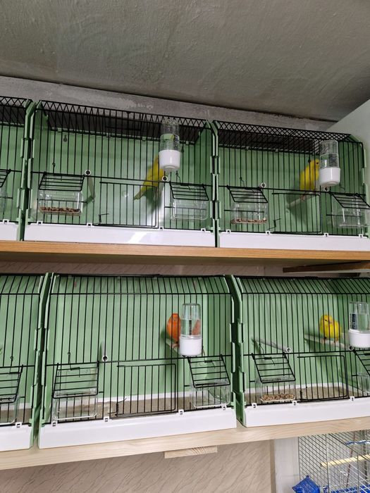 Kanarki czerwone i żółte