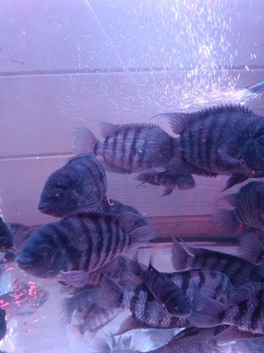 Duże pielęgnice zebry