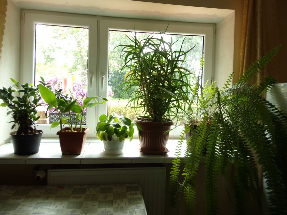Kwiatki kwiaty doniczkowe domowe Aloe Vera Paprotka aloes