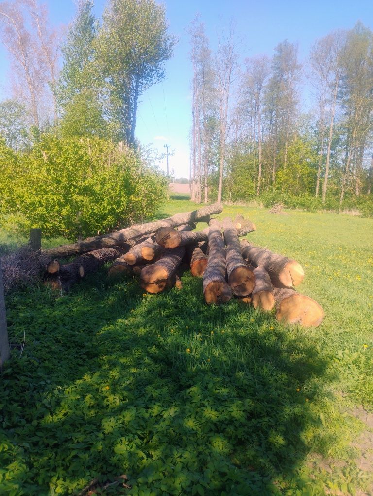 Drzewo na materiał dąb 1300 /metr