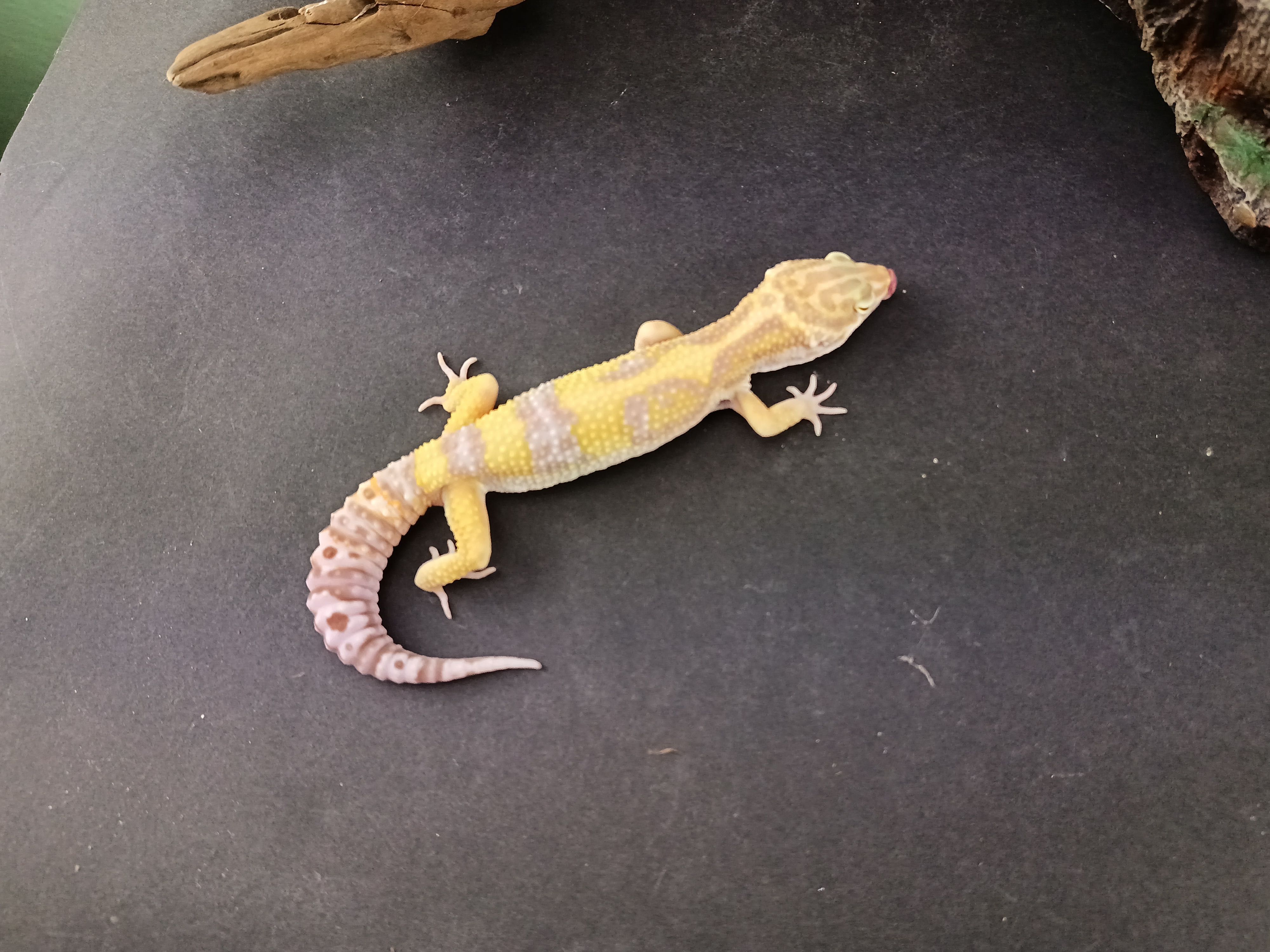 Gekon Lamparci Tremper Tangerine Jungle nr ref. EM86