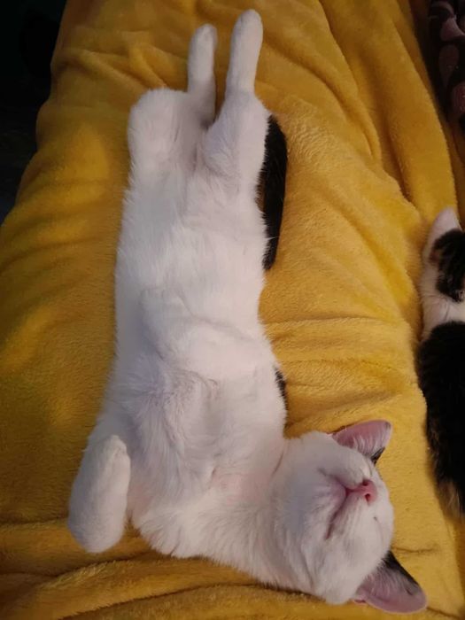 Dom Stałego dla Kacpra