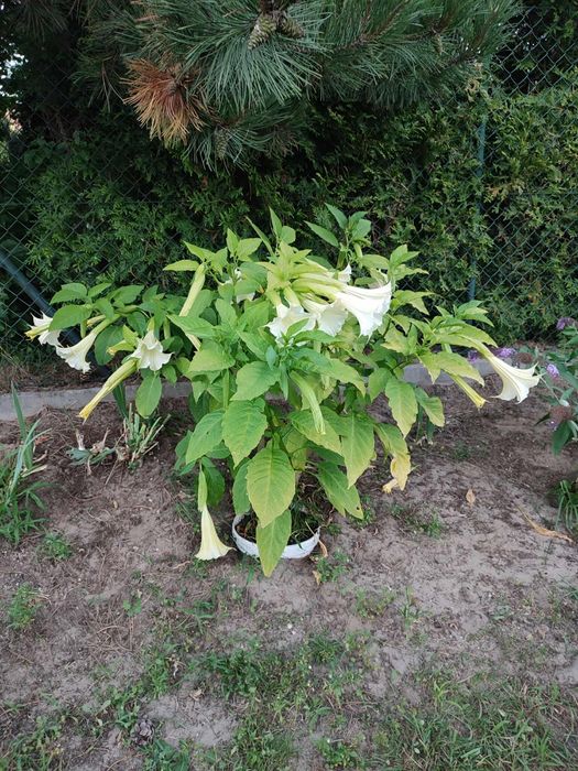 Datura, sztobry do ukorzenienia