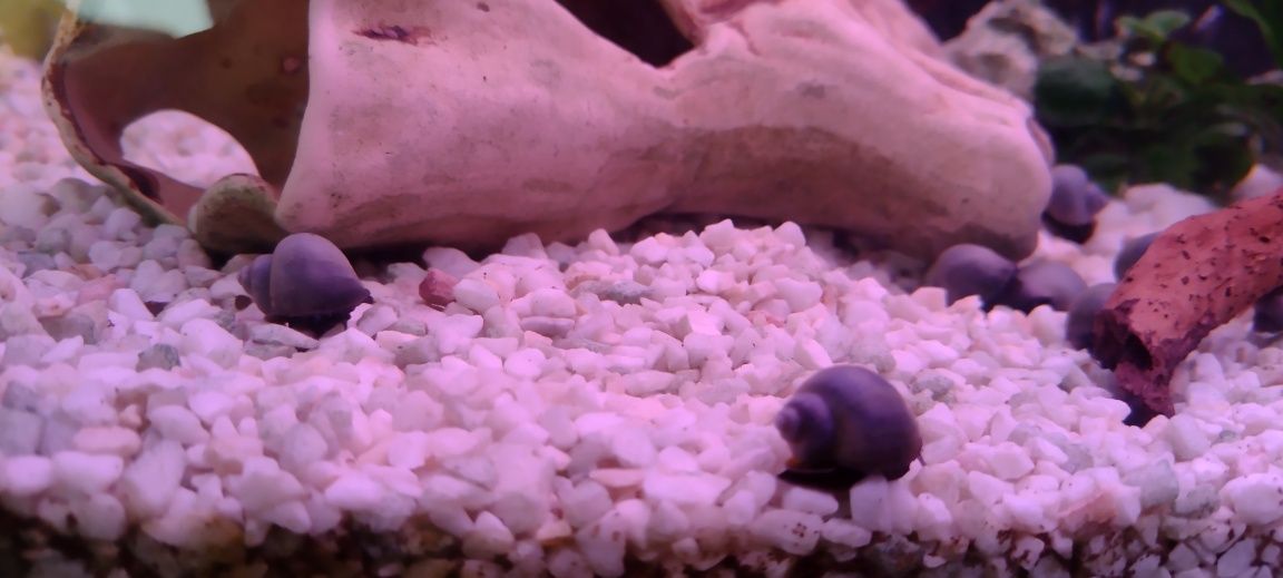 Ślimaki do akwarium na glony amp.niebieska